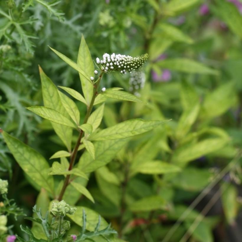 Lysimachia clethroïdes - Lysimaque de Chine - Vivace aux gracieux épis