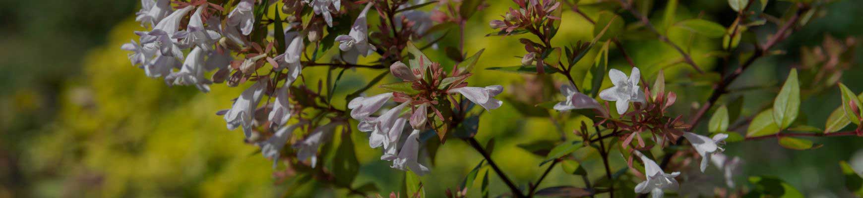 Abelia : conseils de plantation, taille et entretien