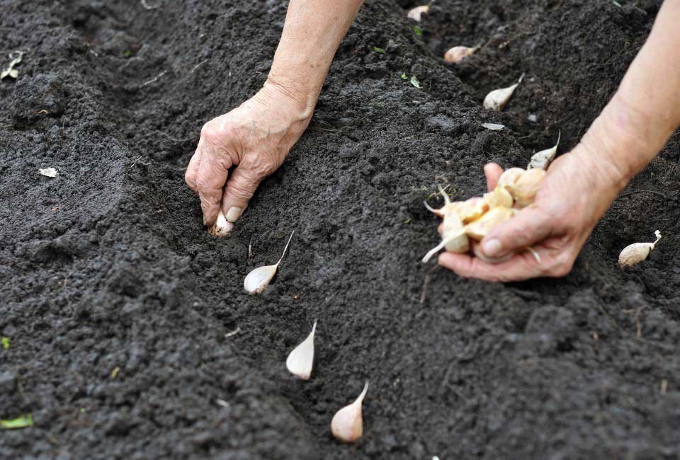 https://www.promessedefleurs.com/media/wysiwyg/Fiches-conseil-Meilland/Ail-oignon-echalote-conseils-Plantation-ail.jpg