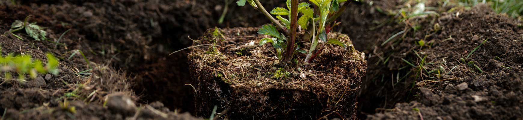Comment réussir la plantation des arbustes ? Comment réussir la plantation des arbustes ?