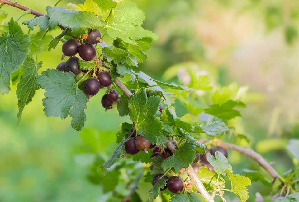 https://www.promessedefleurs.com/media/wysiwyg/Fiches-conseil-Meilland/Casseillier-Plantation-taille-et-entretien.jpg