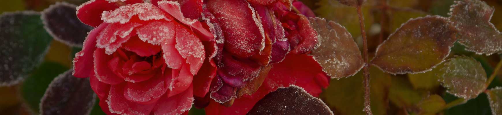Ces rosiers qui fleurissent jusqu'aux gel&eacute;es