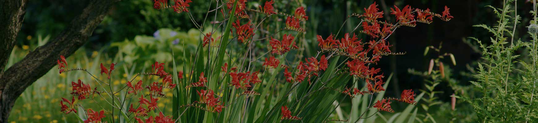 Comment choisir ses bulbes d&rsquo;&eacute;t&eacute; pour de belles floraisons ?