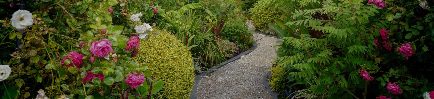 L'art de mêler les feuillages et les roses L'art de mêler les feuillages et les roses