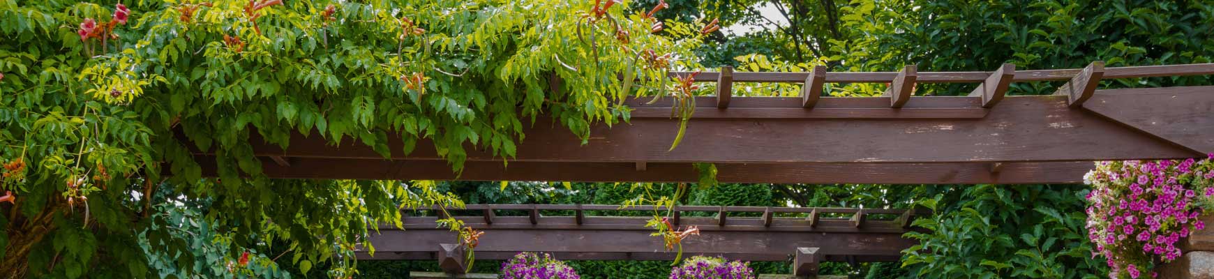 Quelles plantes grimpantes choisir pour faire de l'ombre ? 