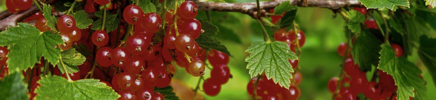 Groseillier &agrave; grappes : conseils de plantation, taille et entretien