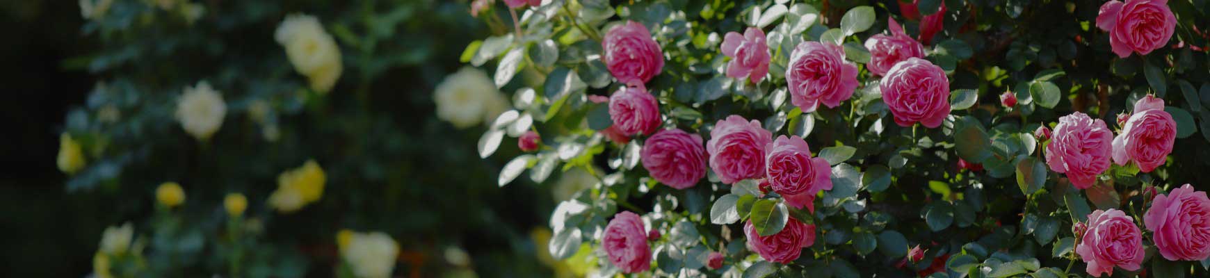 Jardin de roses sans contraintes : des rosiers faciles à entretenir
