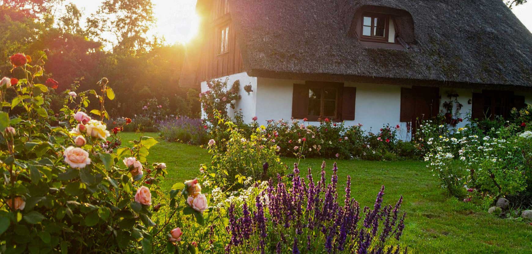 Un jardin de roses aux airs d'enfance, entre simplicité et nostalgie