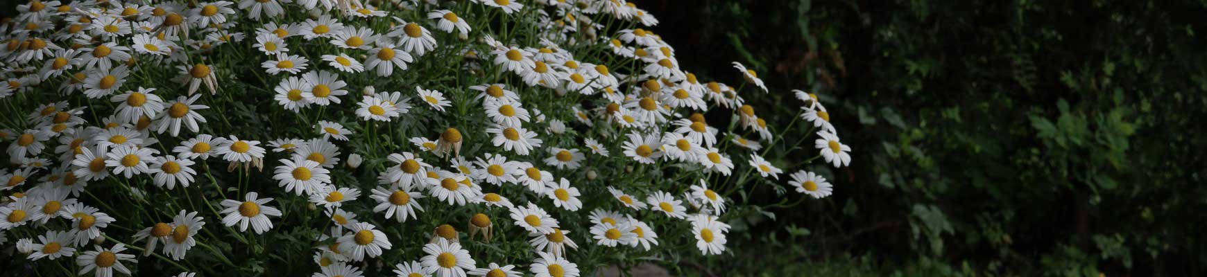 Marguerites et compagnie : conseils de plantation et entretien