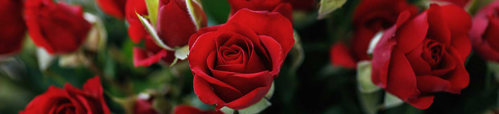 Offrir un rosier &agrave; la Saint-Valentin : que r&eacute;v&egrave;le sa couleur ?