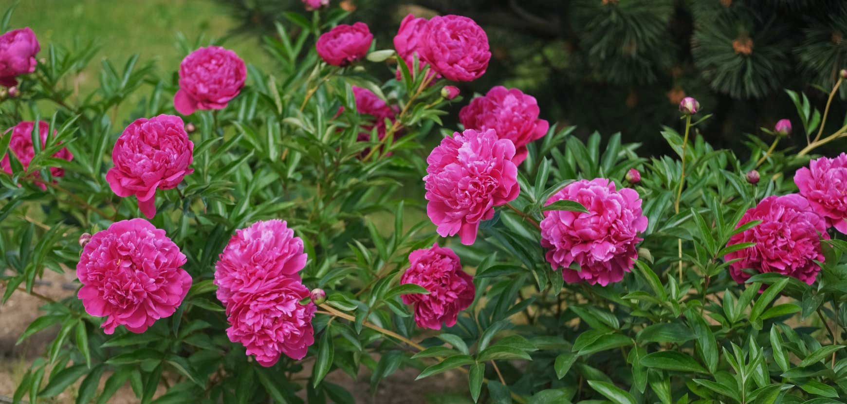 Pivoines : conseils de culture et d'entretien