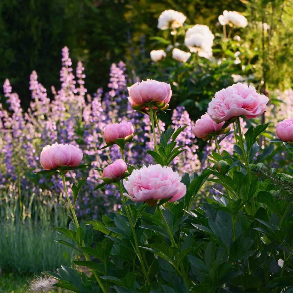 https://www.promessedefleurs.com/media/wysiwyg/Fiches-conseil-Meilland/Pivoines-Plantation-et-entretien.jpg