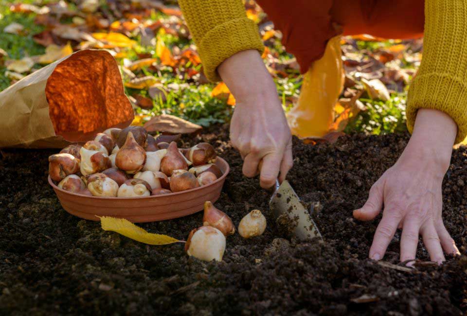 https://www.promessedefleurs.com/media/wysiwyg/Fiches-conseil-Meilland/Planter-en-automne-Bulbes.jpg