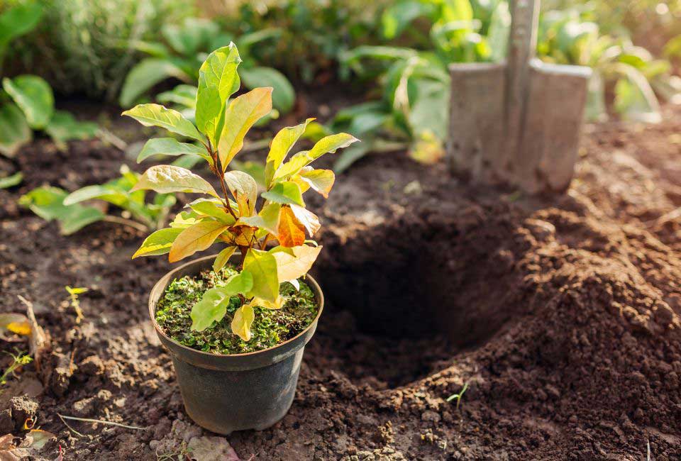 https://www.promessedefleurs.com/media/wysiwyg/Fiches-conseil-Meilland/Planter-en-automne-Quels-avantages-.jpg