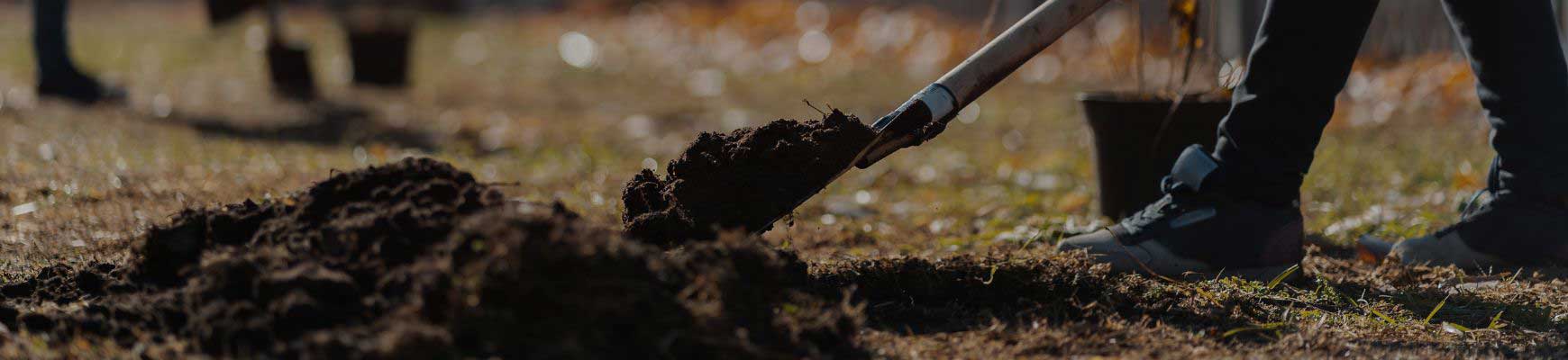 Planter en automne : quels avantages ?