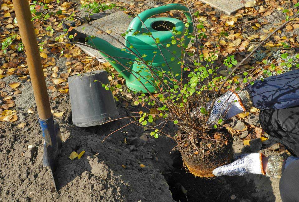 https://www.promessedefleurs.com/media/wysiwyg/Fiches-conseil-Meilland/Planter-en-automne-Quels-avantages.jpg