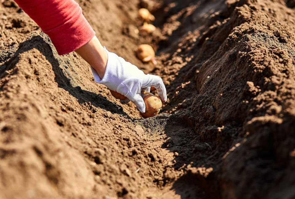 https://www.promessedefleurs.com/media/wysiwyg/Fiches-conseil-Meilland/Pomme-de-terre-Infos-et-conseils-Plantation.jpg