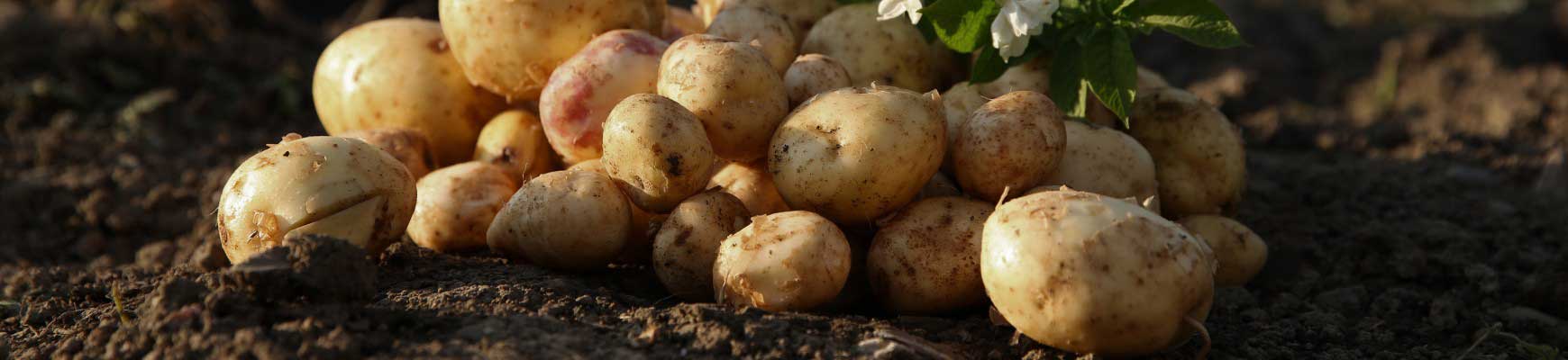 Pommes de terre : comment r&eacute;ussir leur culture ?