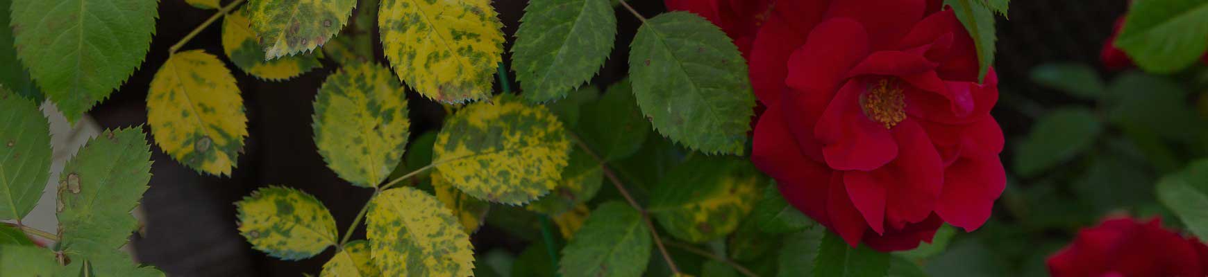 Pourquoi les feuilles de mon rosier jaunissent ?