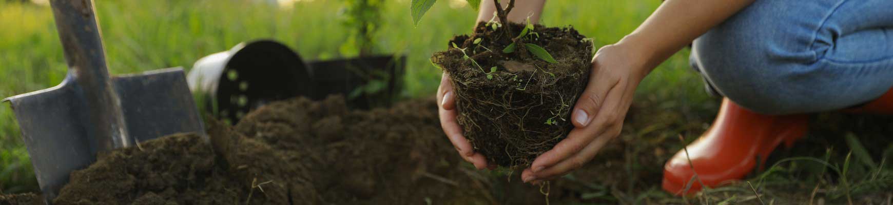 Quand et où planter ? Quand et où planter ?