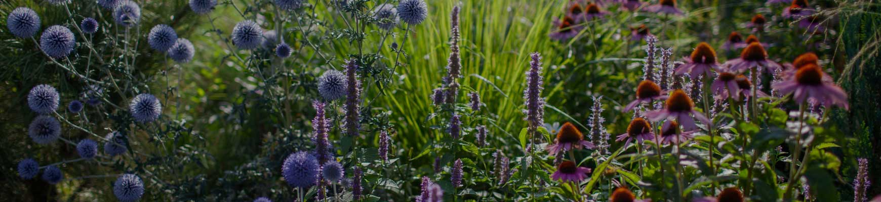 Que faire au jardin en ao&ucirc;t ?