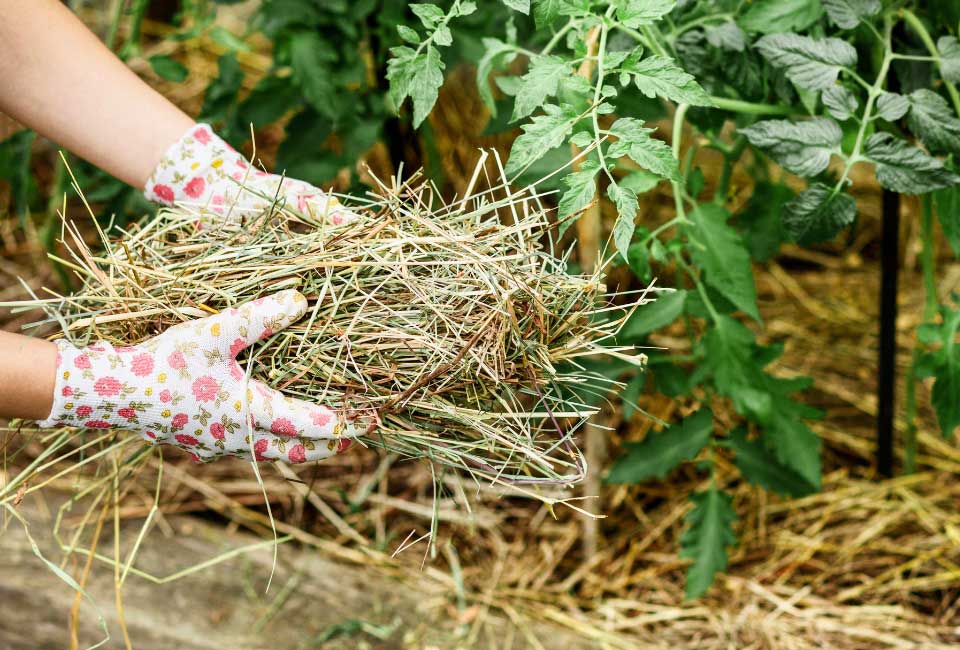 https://www.promessedefleurs.com/media/wysiwyg/Fiches-conseil-Meilland/Que-faire-au-jardin-en-aout-Paillage.jpg