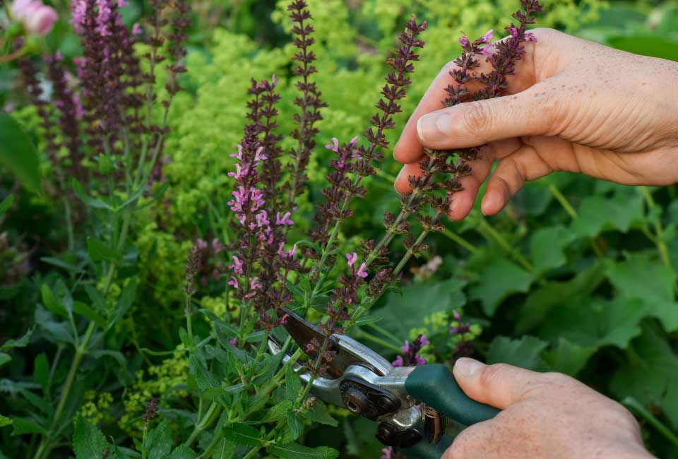 https://www.promessedefleurs.com/media/wysiwyg/Fiches-conseil-Meilland/Que-faire-au-jardin-en-aout-Tailler-les-fleurs-fanees-.jpg