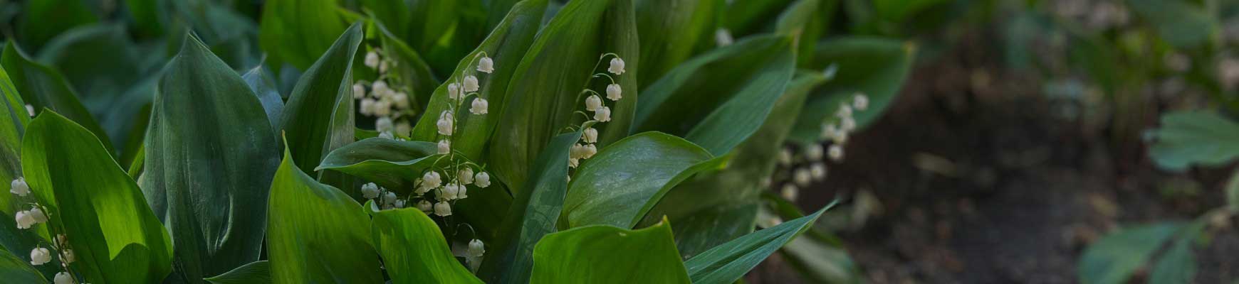 Que faire au jardin en mai : semis, plantation, entretien