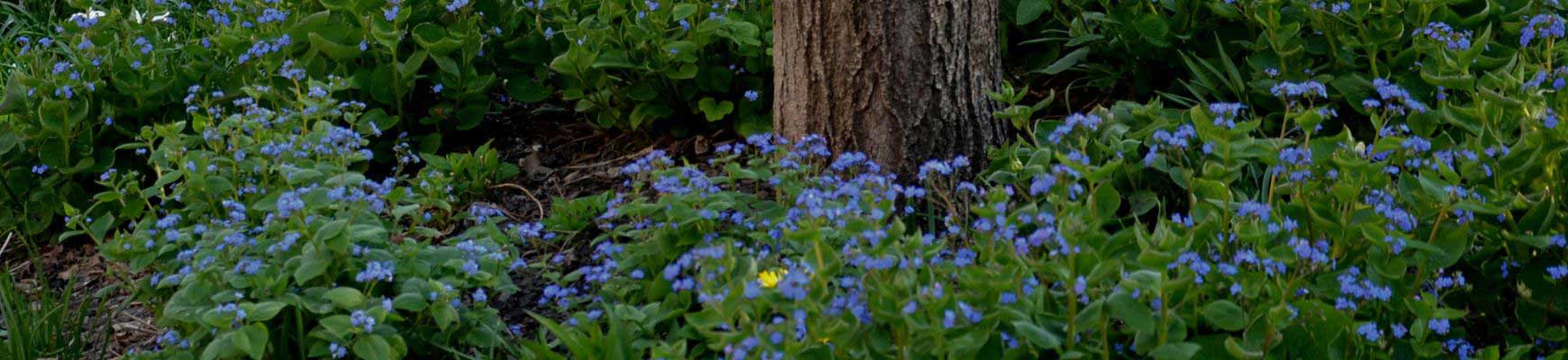 Quelles fleurs pour un coin d&rsquo;ombre toute l'ann&eacute;e ?