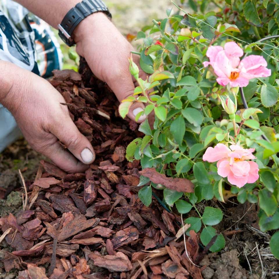 https://www.promessedefleurs.com/media/wysiwyg/Fiches-conseil-Meilland/Rosiers-Ameliorer-resilience-secheresse-Paillage.jpg