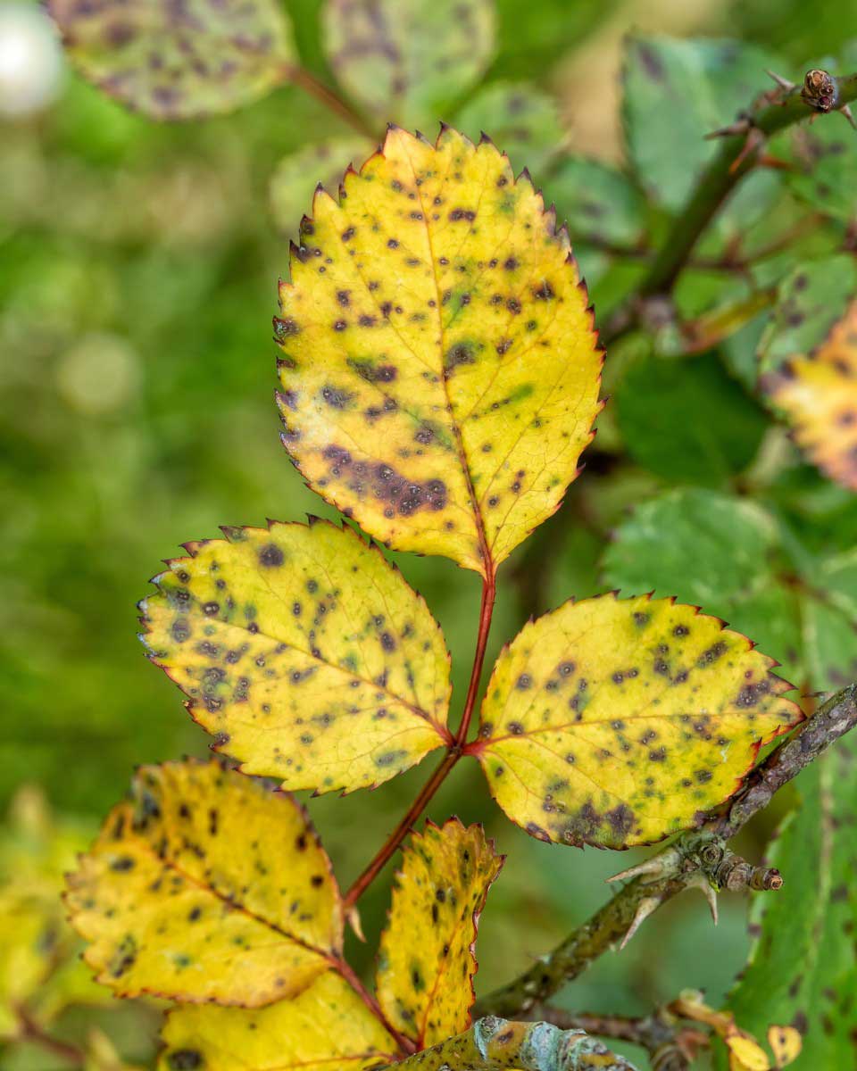 https://www.promessedefleurs.com/media/wysiwyg/Fiches-conseil-Meilland/Rosiers-Ravageurs-et-maladies-Marsonia.jpg