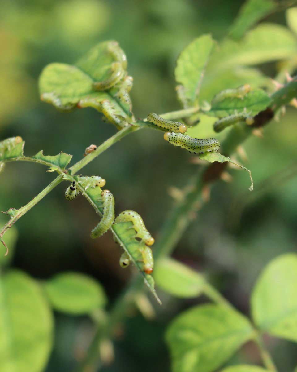 https://www.promessedefleurs.com/media/wysiwyg/Fiches-conseil-Meilland/Rosiers-Ravageurs-et-maladies-Tenthredes.jpg