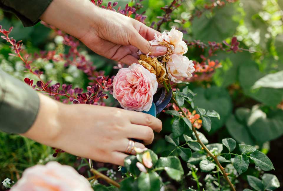 https://www.promessedefleurs.com/media/wysiwyg/Fiches-conseil-Meilland/Rosiers-en-fleurs-jusqu-aux-gelees-Prolonger-la-floraison.jpg