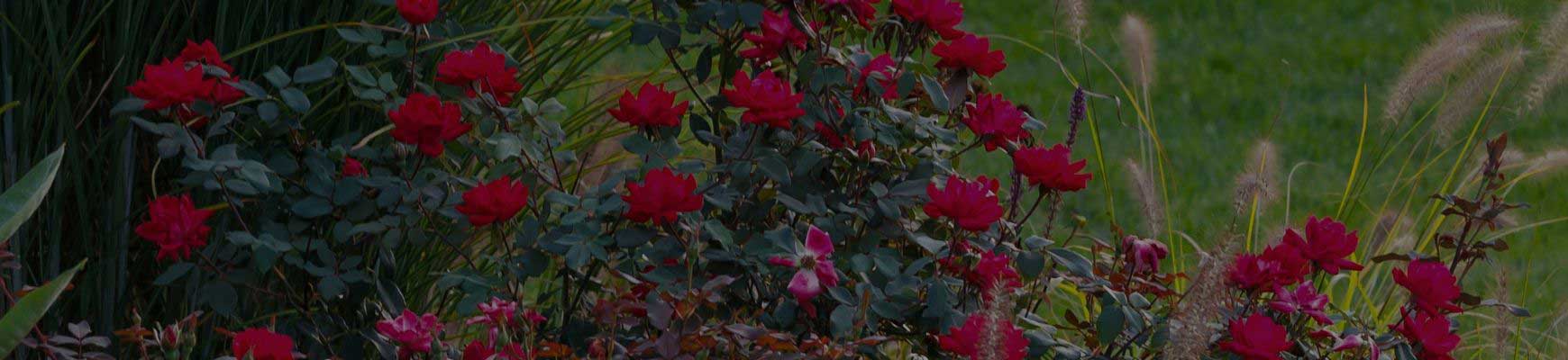 Rosiers et gramin&eacute;es : le duo parfait