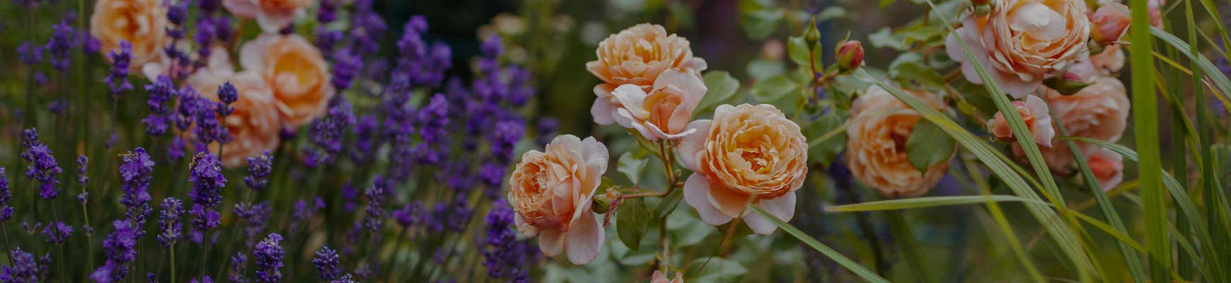 Rosiers et jardin sec : &eacute;l&eacute;gance et sobri&eacute;t&eacute; en climat aride
