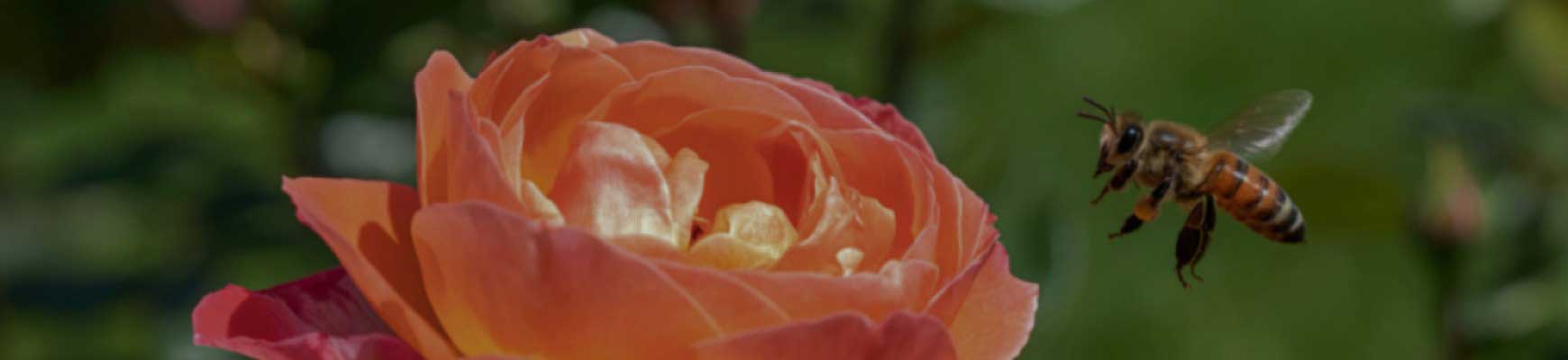 Rosiers mellif&egrave;res : des roses qui attirent abeilles et papillons