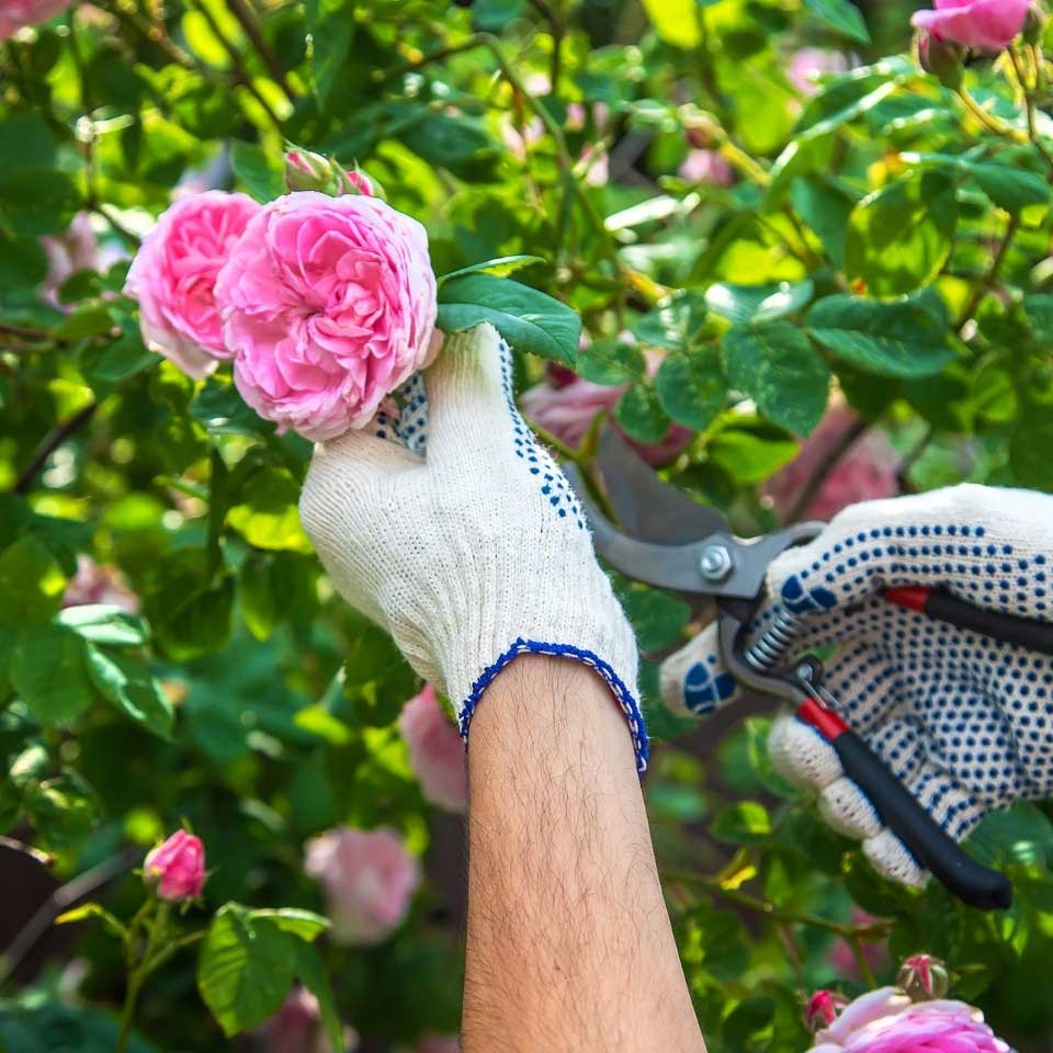 https://www.promessedefleurs.com/media/wysiwyg/Fiches-conseil-Meilland/Rosiers-pour-bouquets-2.jpg