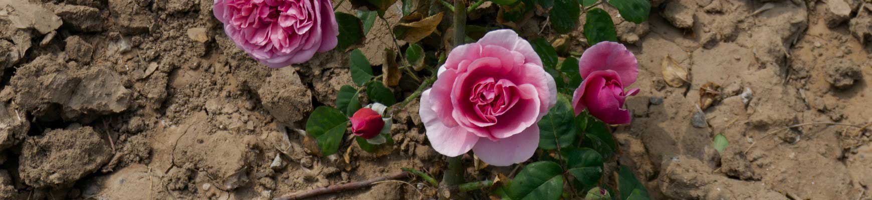 Rosiers pour sols pauvres et terrains difficiles: les variétés résistantes