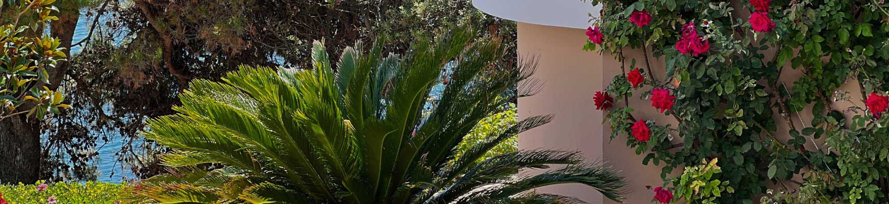 Rosiers résistants à la sécheresse pour jardins secs et ensoleillés