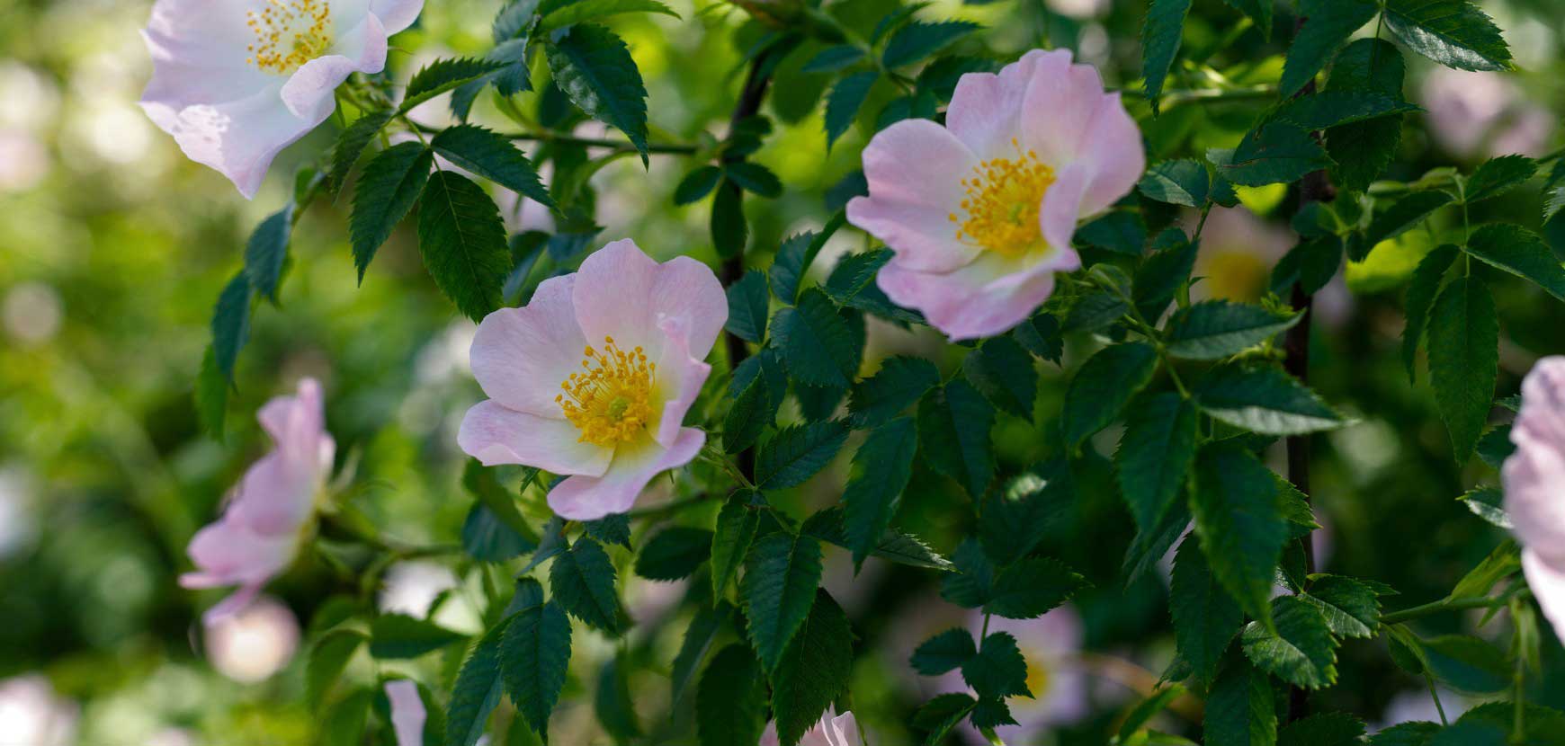 Les rosiers sauvages pour un jardin « slowflower » Les rosiers sauvages pour un jardin « slowflower »