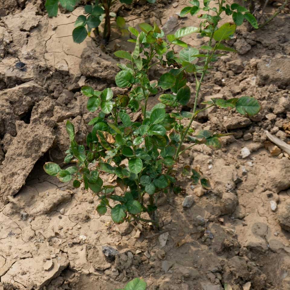 https://www.promessedefleurs.com/media/wysiwyg/Fiches-conseil-Meilland/Rosiers-sols-pauvres-et-terrains-difficiles.jpg