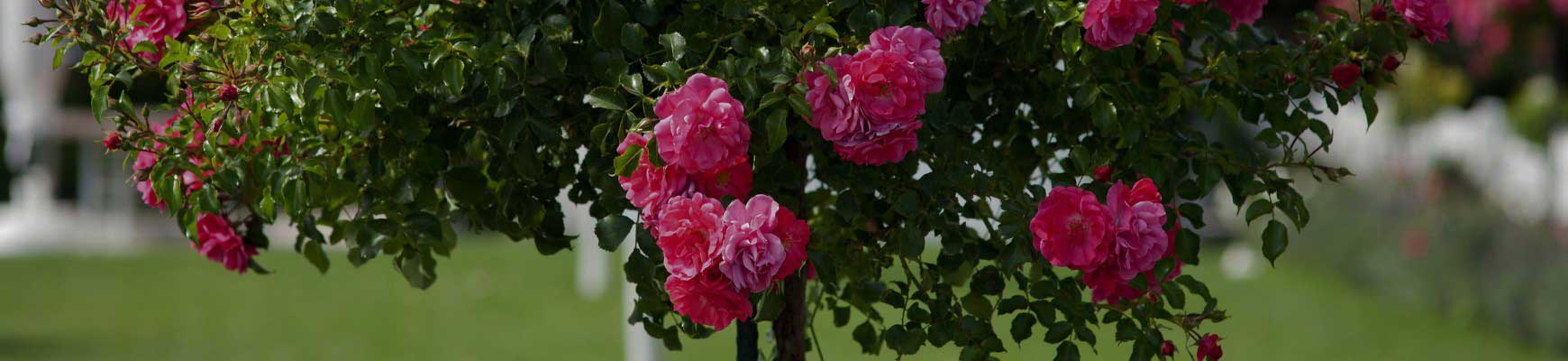Rosiers sur tige : élégance et floraison spectaculaire ! Rosiers sur tige : élégance et floraison spectaculaire !