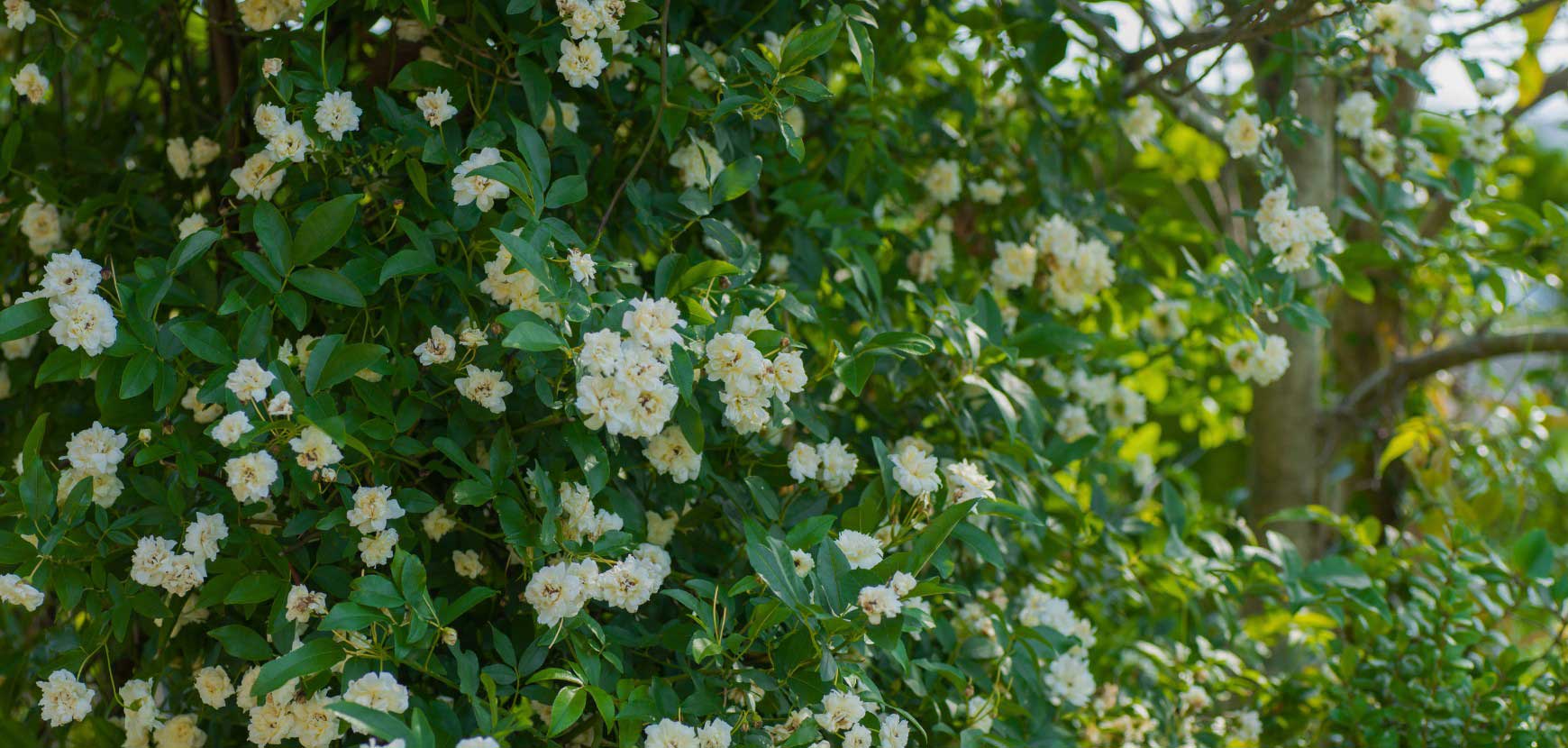 Rosiers et jungle urbaine : jouer sur la verticalité Rosiers et jungle urbaine : jouer sur la verticalité