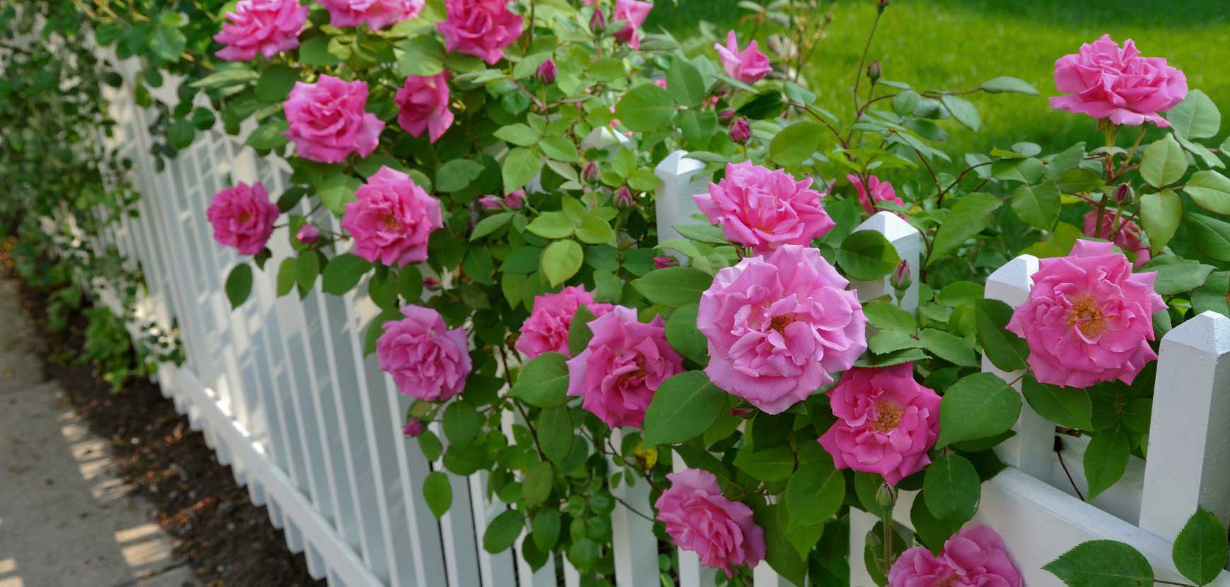 Rosiers pour haie : nos meilleures variétés pour haies fleuries