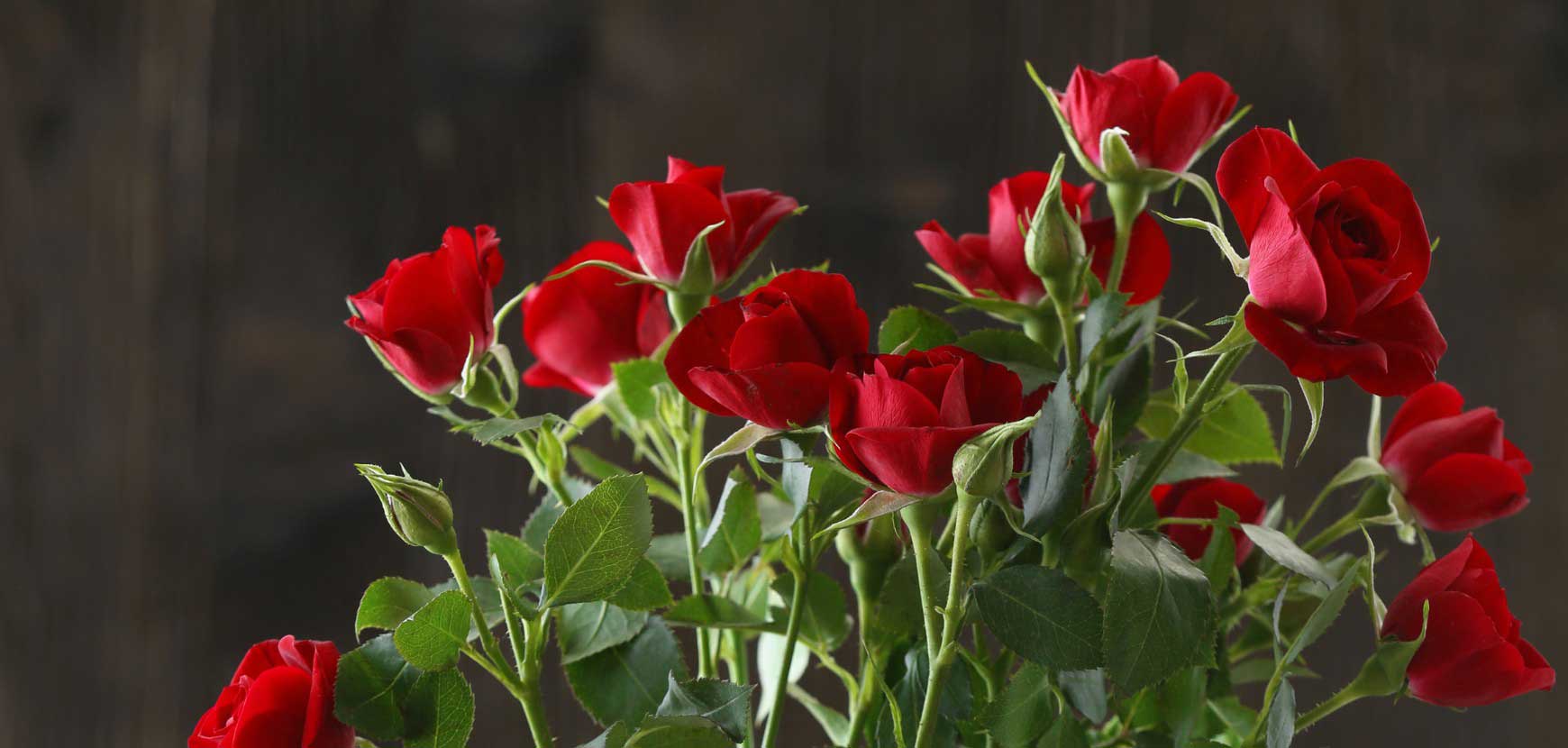 Nos rosiers pour bouquets : des roses idéales pour la fleur coupée