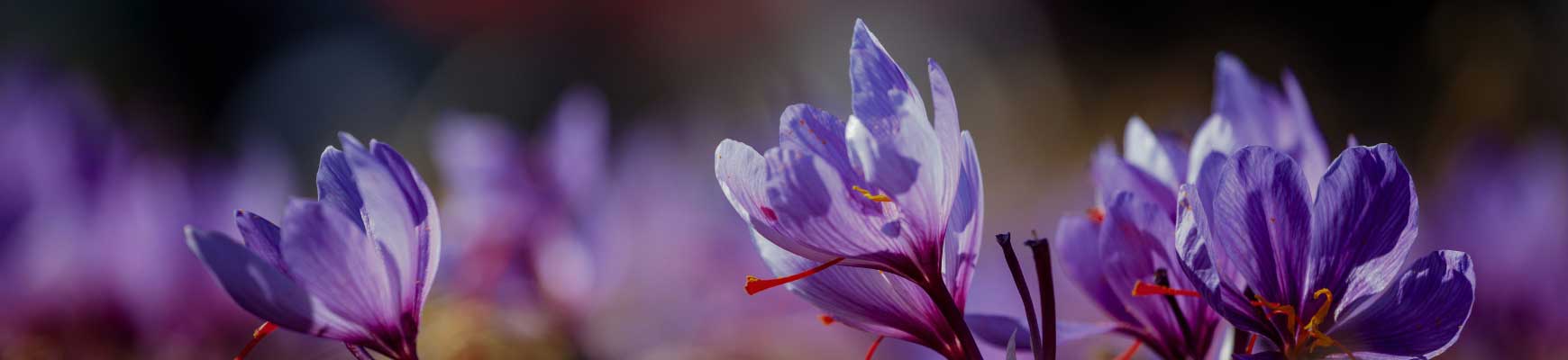 Crocus &agrave; safran : nos conseils pour r&eacute;ussir sa culture