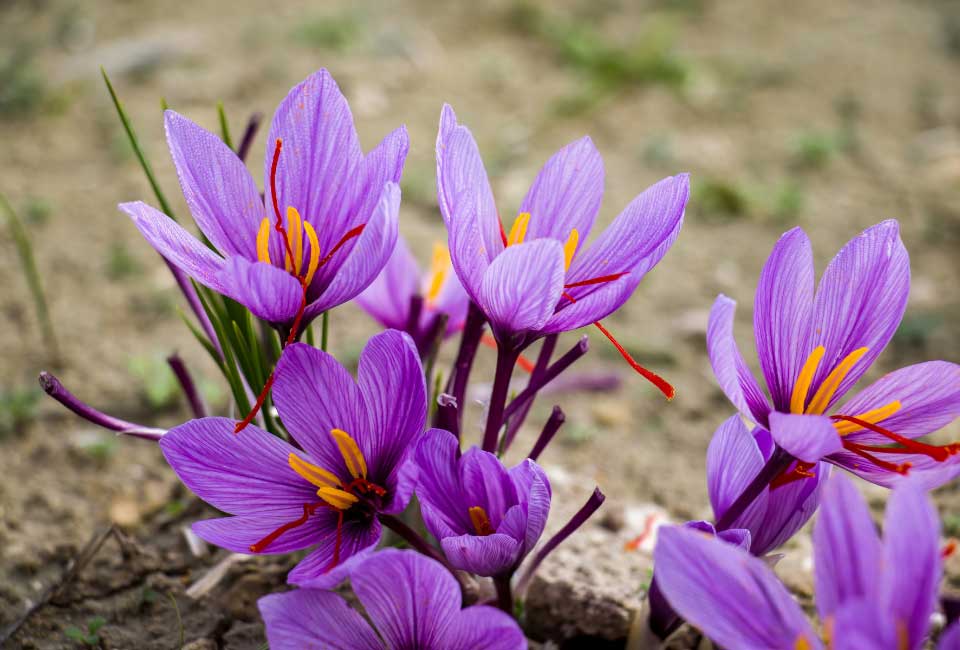https://www.promessedefleurs.com/media/wysiwyg/Fiches-conseil-Meilland/Safran-Crocus-sativus-Comment-le-cultiver.jpg