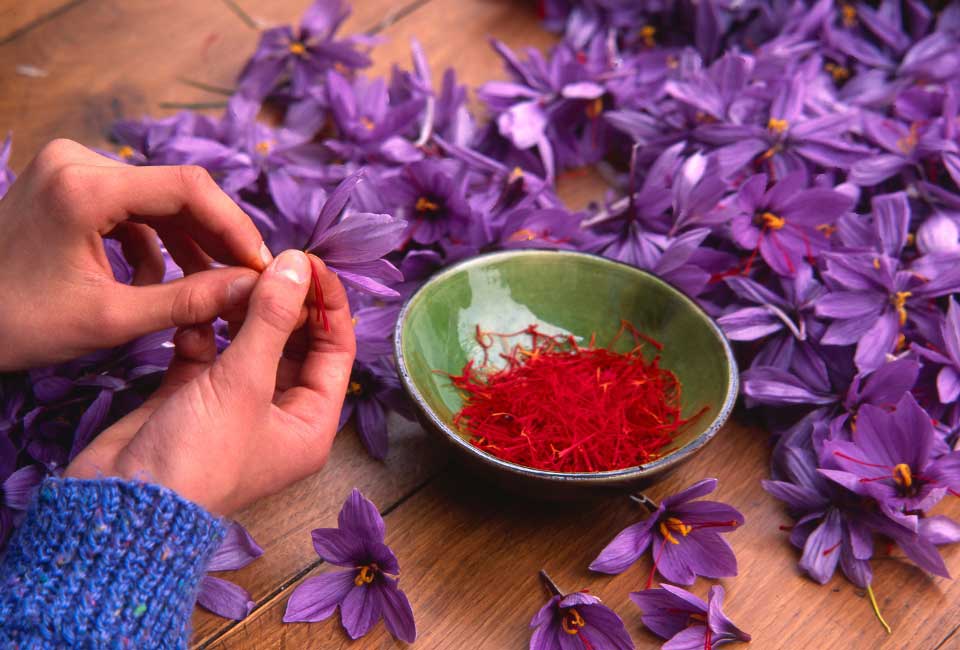 https://www.promessedefleurs.com/media/wysiwyg/Fiches-conseil-Meilland/Safran-Crocus-sativus-Recolte.jpg