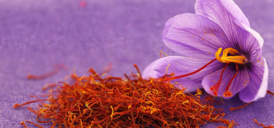https://www.promessedefleurs.com/media/wysiwyg/Fiches-conseil-Meilland/Safran-Crocus-sativus-Tout-savoir-.jpg