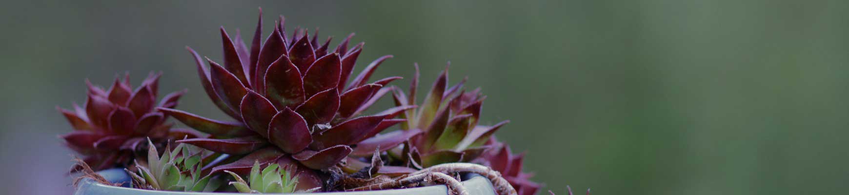 Joubarbes, Sempervivum : conseils de plantation et d'entretien